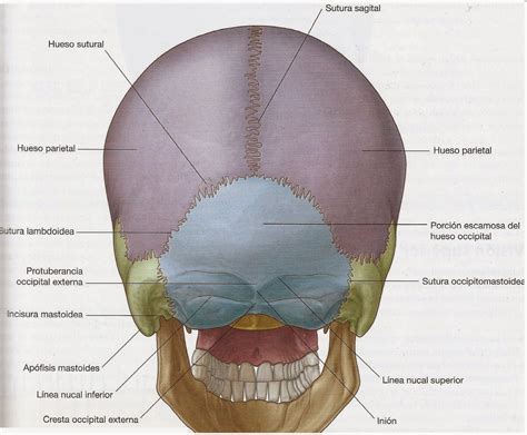 parte posterior de la cabeza